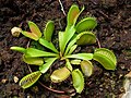 Dionaea muscipula 002.JPG