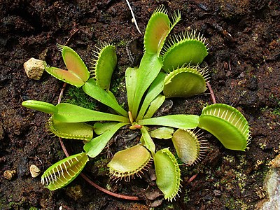 Dionaea muscipula Leaves