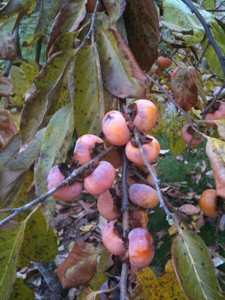 File:Diospyros virginiana Szukis fruit.jpg