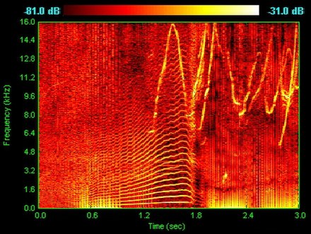 Spectrogram of dolphin vocalizations. Whistles, whines, and clicks are visible as upside down V's, horizontal striations, and vertical lines, respecti