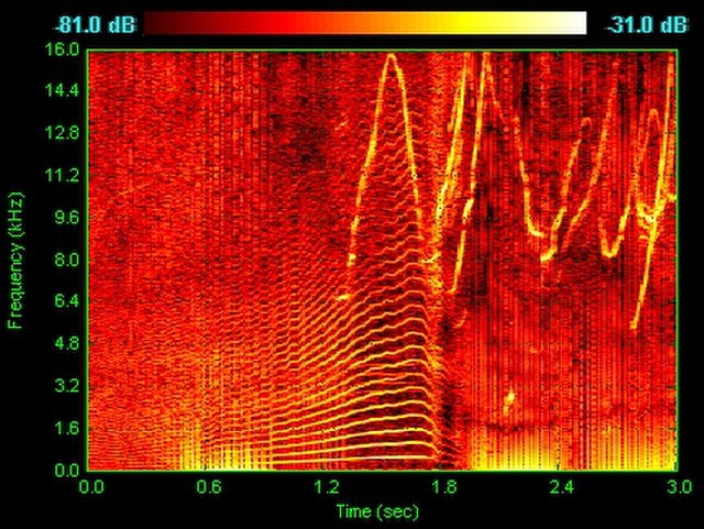 Spectrogram of dolphin vocalizations. Whistles, whines, and clicks are visible as upside down V's, horizontal striations, and vertical lines, respecti