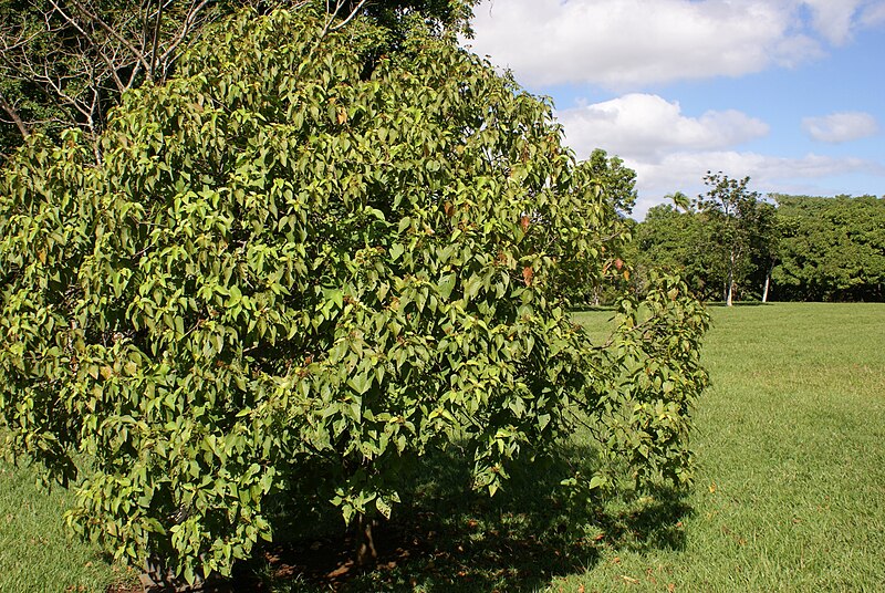 File:Dombeya mauritiana.JPG