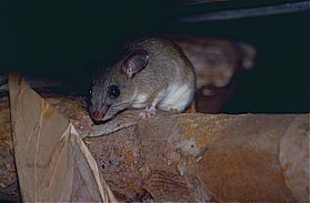 Dormouse Tufted-tailed Rat (Eliurus myoxinus) (9579527484).jpg