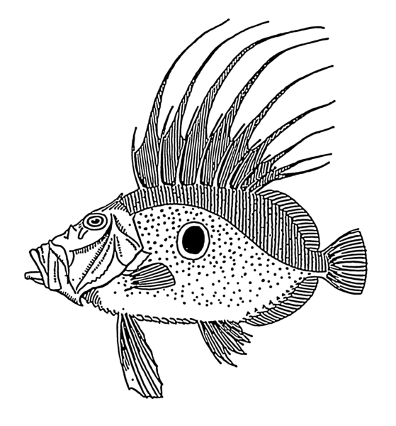 File:Dory - fish (PSF).png