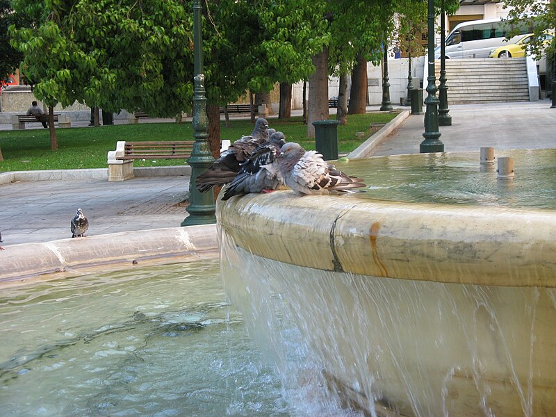 File:Doves in fountain.jpg