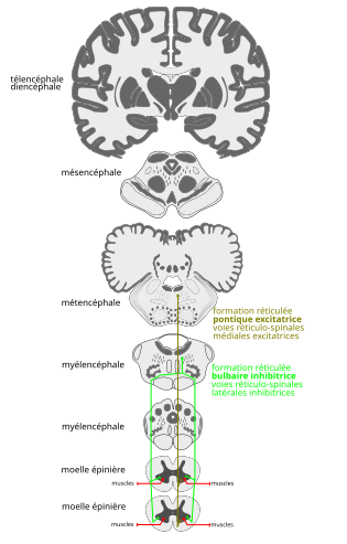 File:DrPaulineNeveu 09 Voies Reticulaires.svg