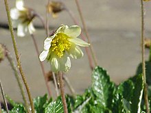 Dryas × suendermannii