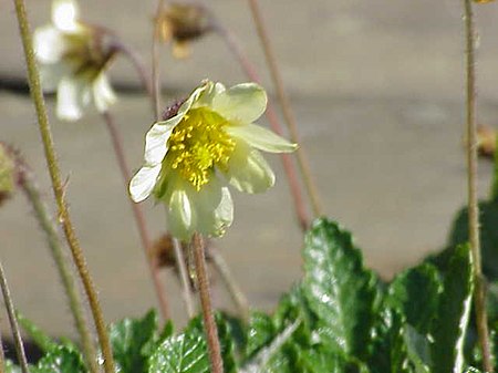 Dryas_(Rosaceae)