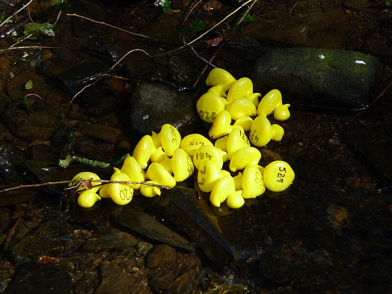 File:Duck Race Carleton 15.JPG