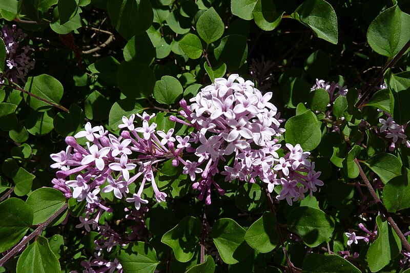 File:Dwarf lilac 2.jpg