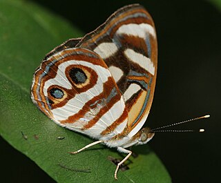 <i>Dynamine dyonis</i> Species of butterfly