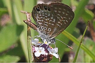 <i>Brephidium pseudofea</i> Species of butterfly