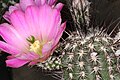 Echinocereus pamanesiorum