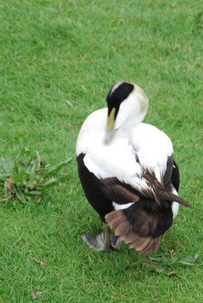 File:Eider Duck, Barnes wetland - geograph.org.uk - 1051024.jpg