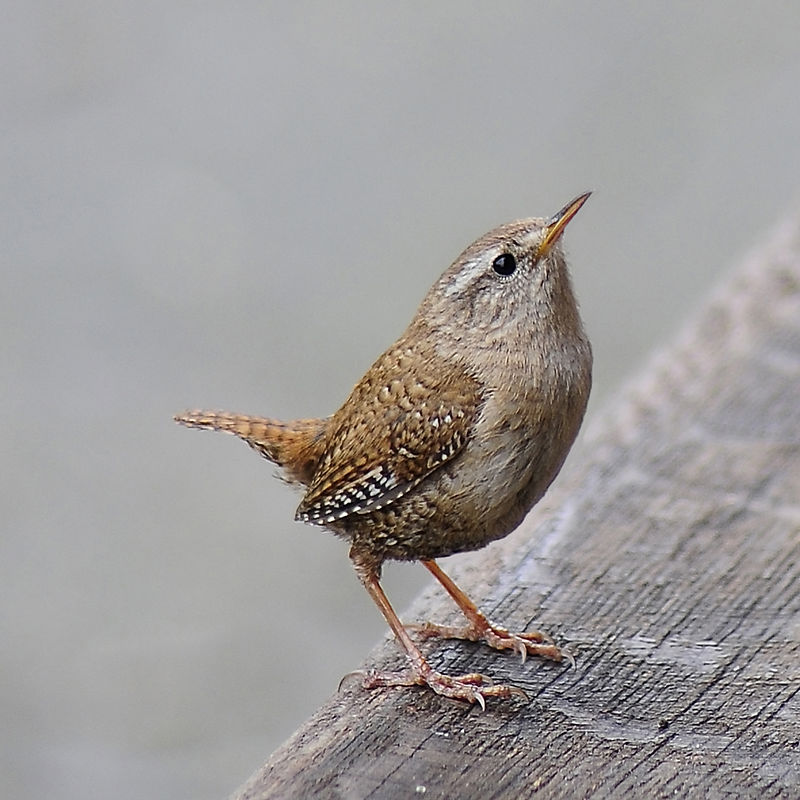 house wren bird