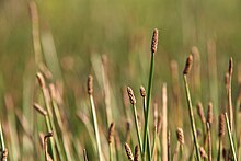 Eleocharis palustris in Rehovot vernal pool, Israel Eleocharis palustris in Rehovot vernal pool.JPG