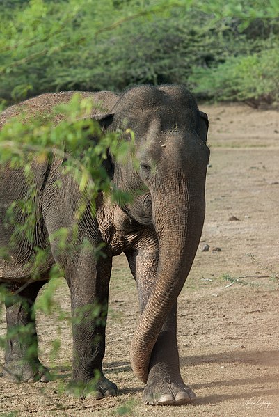 File:Elephant sighting in Bundala.jpg