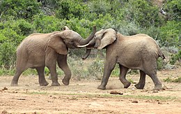 ElephantsTrunkWrestling.jpg