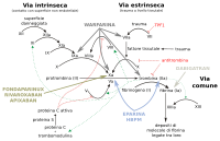 Cascade de coagulation