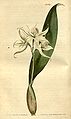 Prosthechea fragrans (as syn. Epidendrum fragrans) plate 1669 in: Curtis's Bot. Magazine (Orchidaceae), vol. 40, (1814)