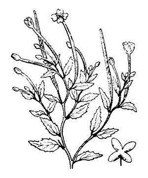 Hill willowherb (Epilobium collinum), illustration