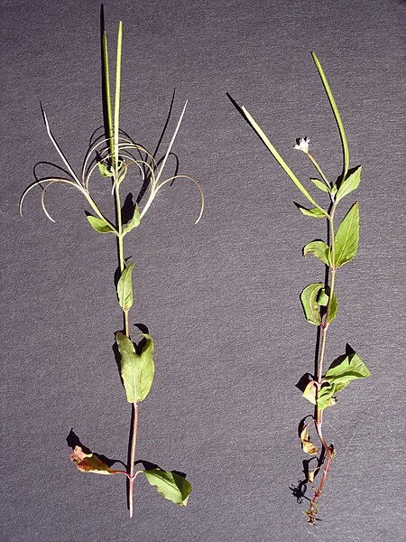 File:Epilobium sp.jpg