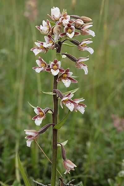 File:Epipactis palustris, Marsh Helleborine, Dyffryn, North Wales, July 2021 2.jpg