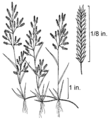 Eragrostis hypnoides NRCS-2.png