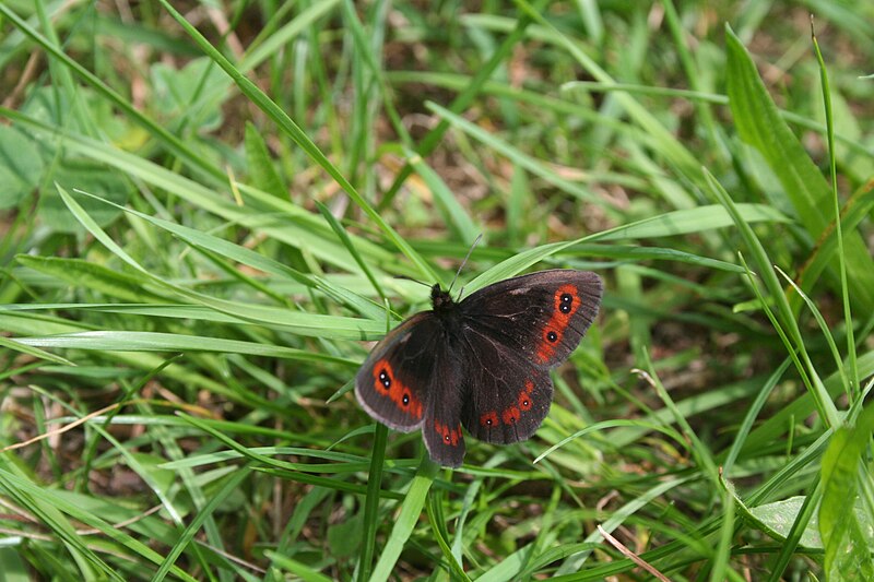 File:Erebia aethiops - img 18815.jpg