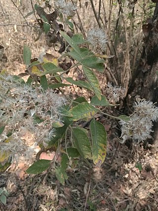 <i>Eremosis</i> Genus of flowering plants