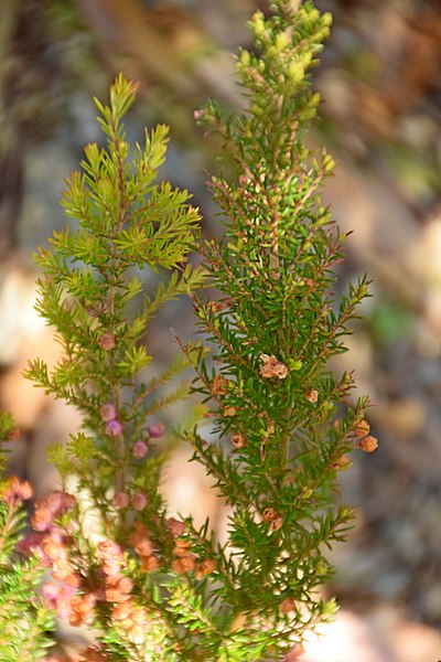 File:Erica melanthera in Dunedin Botanic Garden 01.jpg