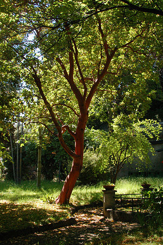 <i>Arbutus andrachne</i> Species of flowering plants in the heather family Ericaceae