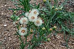 Erigeron bonariensis üçün miniatür