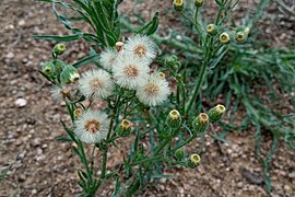 Erigeron bonariensis