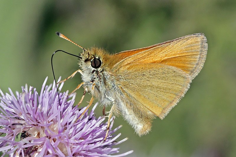 File:Essex Skipper (Thymelicus lineola) Sweden.jpg