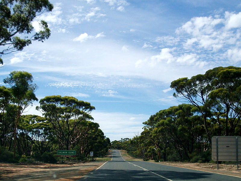 File:Eucalyptus salmonophloia.jpg