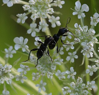 Euderces genus of insects