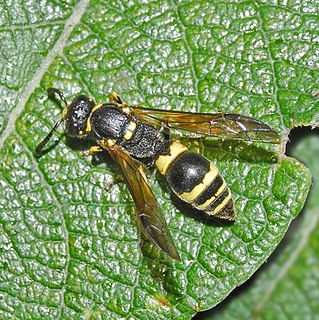<i>Symmorphus</i> Genus of wasps