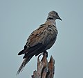 Eurasian Collared Dove1.jpg