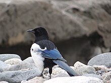 P. p. bactriana in Ladakh Eurasian Magpie in Turtuk Village, Ladakh.JPG