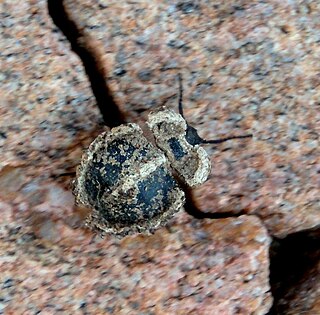 Adelostomini Tribe of darkling beetles