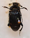 Miniatura para Nicrophorus kieticus