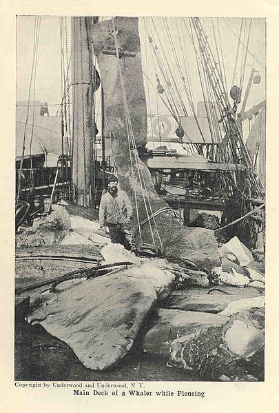 File:FMIB 34364 Main Deck of a Whaler while Flensing.jpeg