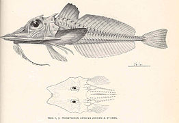 Scalicus amiscus