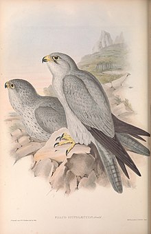 Richter lithograph of immature (left) and adult specimen, 1848 Falco hypoleucos by John Gould.jpg