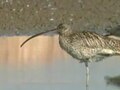 Fil: Far Eastern Curlew manly.ogv