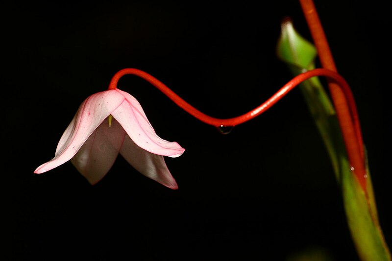 File:Fata Morgana Prague Heliamphora sp.jpg