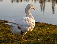 Rank: 16 Domestic goose (Anser anser domesticus) in the Schwetzingen palace garden