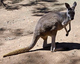 Canguru-vermelho fêmea