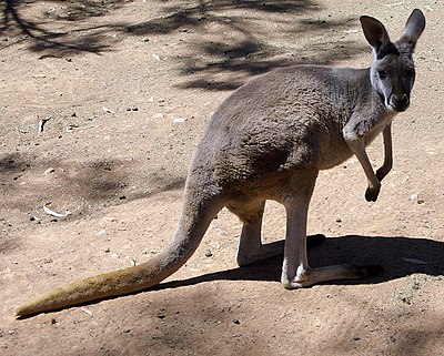 Un kangourou roux.